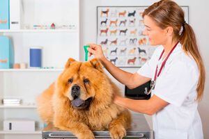 ¿Cómo prevenir las pulgas y otros parásitos en perros?