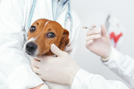 Qué es la rabia canina y cómo puedes proteger a tu perro de esta enfermedad