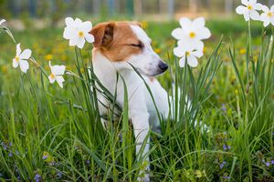 Alergias más comunes en perros y gatos: tipos y consejos