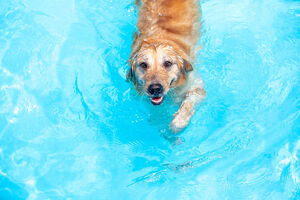 Tips para refrescar a tu mascota en verano