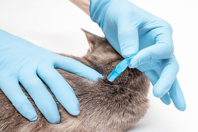 ¿Cómo protegen las pipetas antiparasitarias a tu mascota?