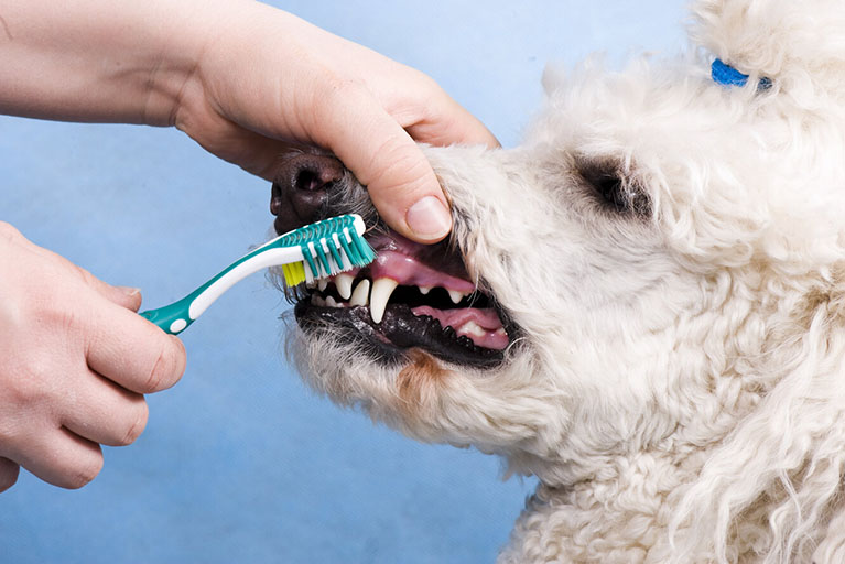 La higiene bucal de tu mascota es imprescindible para su salud