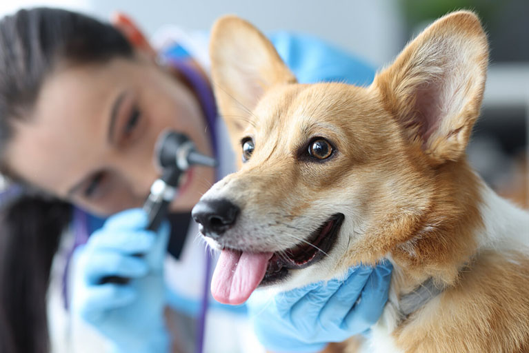 Reconoce las señales de otitis en tu mascota