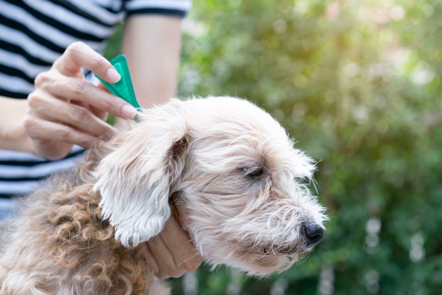 ¿Debería usar mi perro un collar antipulgas?