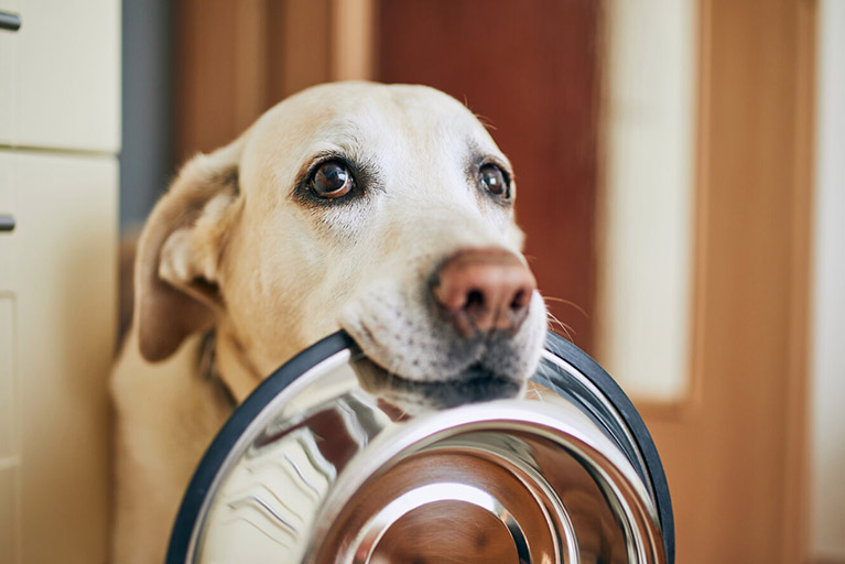 ¿Por qué es tan importante la alimentación de tu mascota?