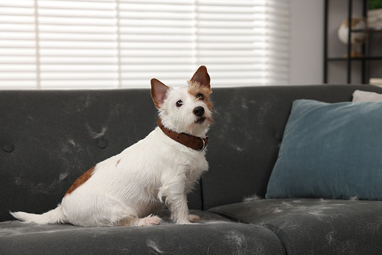 Muda de pelo de perros y gatos: ¿cuándo y cómo se produce?