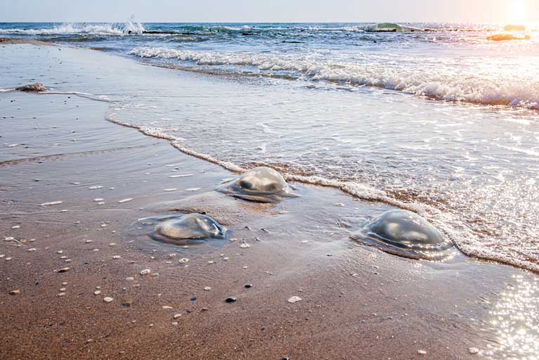 Atentos en la playa a las picaduras de medusas