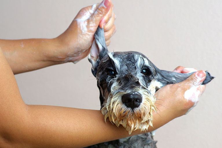 Champús y productos tópicos: aliados para los problemas de piel de tu mascota