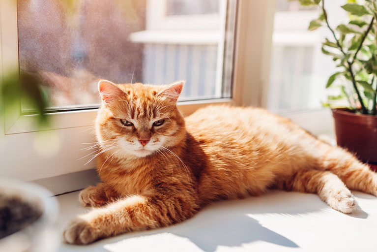 Conoce los efectos de la radiación solar en las mascotas